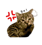 ねこ ネコ 猫（個別スタンプ：29）