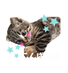 ねこ ネコ 猫（個別スタンプ：30）