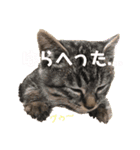 ねこ ネコ 猫（個別スタンプ：31）