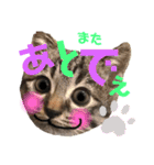 ねこ ネコ 猫（個別スタンプ：32）