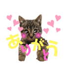 ねこ ネコ 猫（個別スタンプ：33）