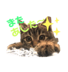 ねこ ネコ 猫（個別スタンプ：34）