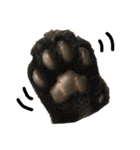 ねこ ネコ 猫（個別スタンプ：37）