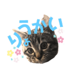 ねこ ネコ 猫（個別スタンプ：38）