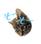ねこ ネコ 猫（個別スタンプ：40）