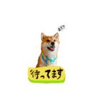 仲良し三兄弟【犬】（個別スタンプ：14）