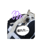 あさぴさん（個別スタンプ：23）