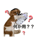 あほ犬マックス（個別スタンプ：1）