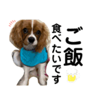 あほ犬マックス（個別スタンプ：2）