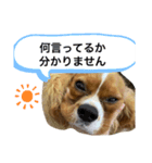 あほ犬マックス（個別スタンプ：3）