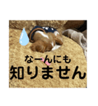 あほ犬マックス（個別スタンプ：6）