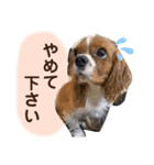 あほ犬マックス（個別スタンプ：8）
