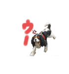 Cavalier kingcharles spaniel Towel 1（個別スタンプ：1）