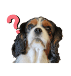 Cavalier kingcharles spaniel Towel 1（個別スタンプ：2）