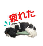 Cavalier kingcharles spaniel Towel 1（個別スタンプ：3）