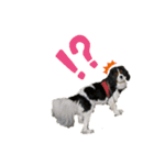 Cavalier kingcharles spaniel Towel 1（個別スタンプ：4）