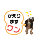 Cavalier kingcharles spaniel Towel 1（個別スタンプ：5）