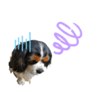 Cavalier kingcharles spaniel Towel 1（個別スタンプ：6）