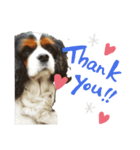 Cavalier kingcharles spaniel Towel 1（個別スタンプ：7）