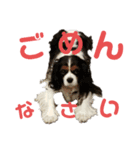 Cavalier kingcharles spaniel Towel 1（個別スタンプ：8）