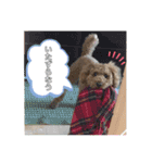 うちのにゃんぽち①（個別スタンプ：19）