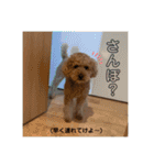 うちのにゃんぽち①（個別スタンプ：21）