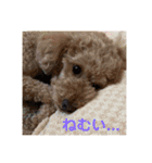 うちのにゃんぽち①（個別スタンプ：22）
