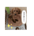 うちのにゃんぽち①（個別スタンプ：23）