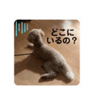 うちのにゃんぽち①（個別スタンプ：24）