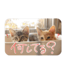 S家の猫っぽい。（個別スタンプ：5）