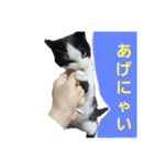 ハチワレチョコちゃん（個別スタンプ：1）