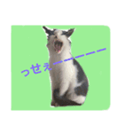 ハチワレチョコちゃん（個別スタンプ：3）