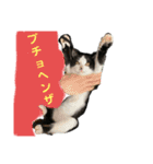 ハチワレチョコちゃん（個別スタンプ：16）