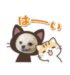 僕ダンボ！（個別スタンプ：11）