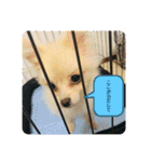 僕ダンボ！（個別スタンプ：15）