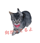 愛月と空パート7（個別スタンプ：3）