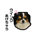 大好きすぎていつもおこられる大好き愛犬（個別スタンプ：1）