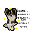 大好きすぎていつもおこられる大好き愛犬（個別スタンプ：2）