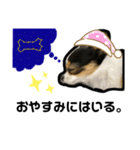 大好きすぎていつもおこられる大好き愛犬（個別スタンプ：3）