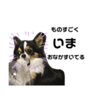 大好きすぎていつもおこられる大好き愛犬（個別スタンプ：4）