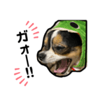大好きすぎていつもおこられる大好き愛犬（個別スタンプ：5）