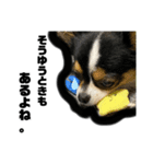 大好きすぎていつもおこられる大好き愛犬（個別スタンプ：7）