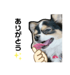 大好きすぎていつもおこられる大好き愛犬（個別スタンプ：8）