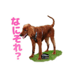 アイリッシュセッター犬 SHIGE2（個別スタンプ：2）