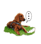 アイリッシュセッター犬 SHIGE2（個別スタンプ：3）