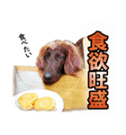 アイリッシュセッター犬 SHIGE2（個別スタンプ：4）