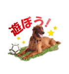 アイリッシュセッター犬 SHIGE2（個別スタンプ：5）