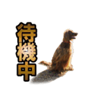 アイリッシュセッター犬 SHIGE2（個別スタンプ：8）