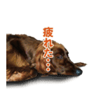 アイリッシュセッター犬 SHIGE2（個別スタンプ：9）
