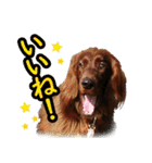 アイリッシュセッター犬 SHIGE2（個別スタンプ：10）